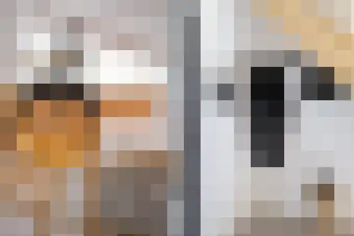 Troch de Koer 26 Deinum thumbnail 15