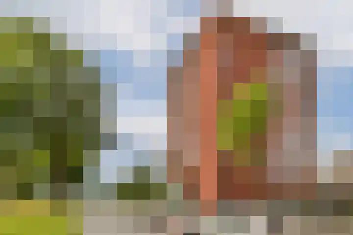Troelstralaan 217 Amsterdam thumbnail 22