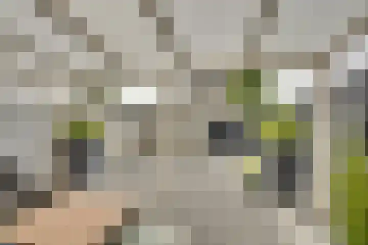 Troelstralaan 50 Goes thumbnail 13
