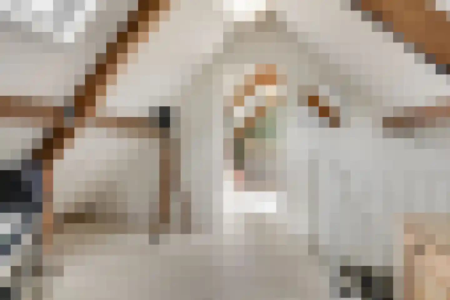 Trombonestraat 8 Duiven thumbnail 49