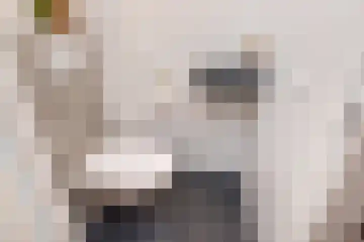 Trompet 2 De Lier thumbnail 23