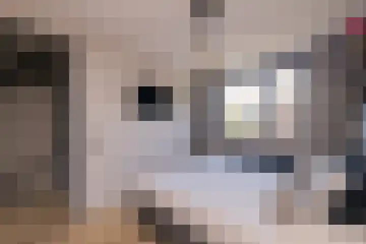 Trompet 33 De Lier thumbnail 20