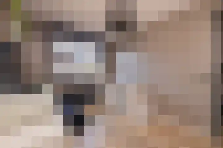 Trompet 33 De Lier thumbnail 28