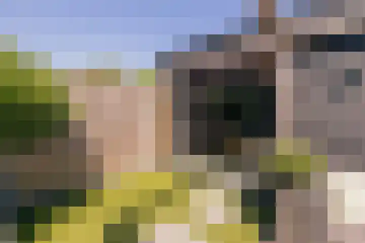 Trompet 33 De Lier thumbnail 45