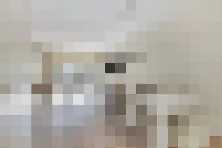 Trompetstraat 17 Zwijndrecht thumbnail 7