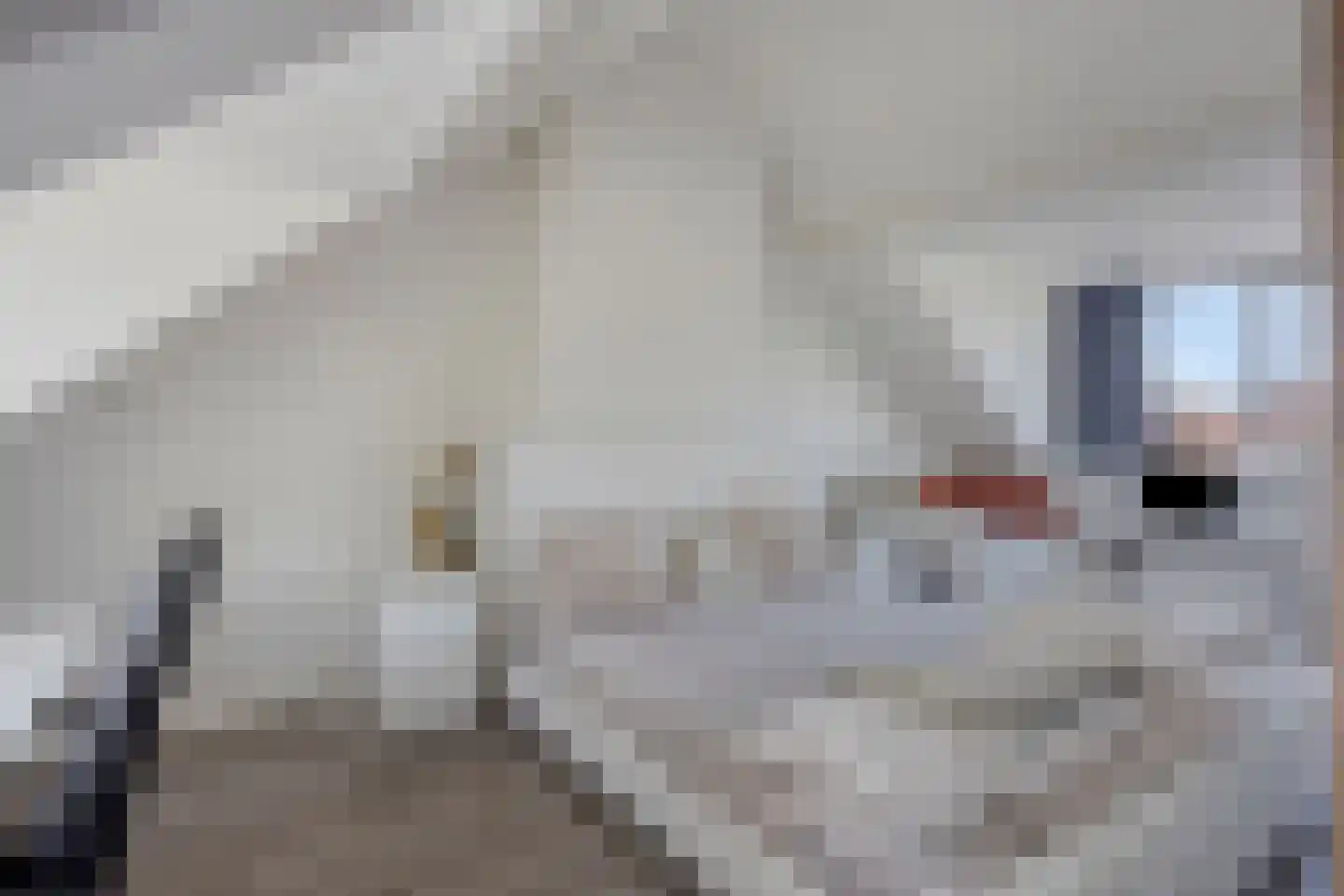 Trompetterstraat 44 a Grave thumbnail 15