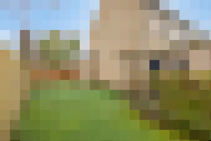 Trompstraat 2 Dongen thumbnail 51