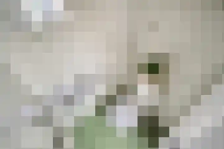 Trompweg 8 Voorschoten thumbnail 30