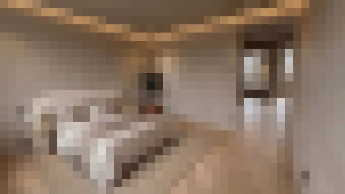 Trosroos 7 Zevenhuizen thumbnail 18