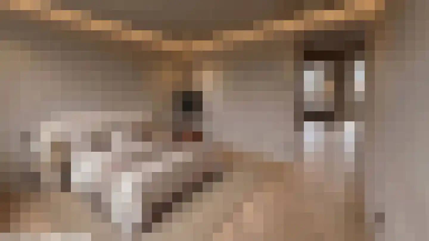 Trosroos 7 Zevenhuizen thumbnail 19