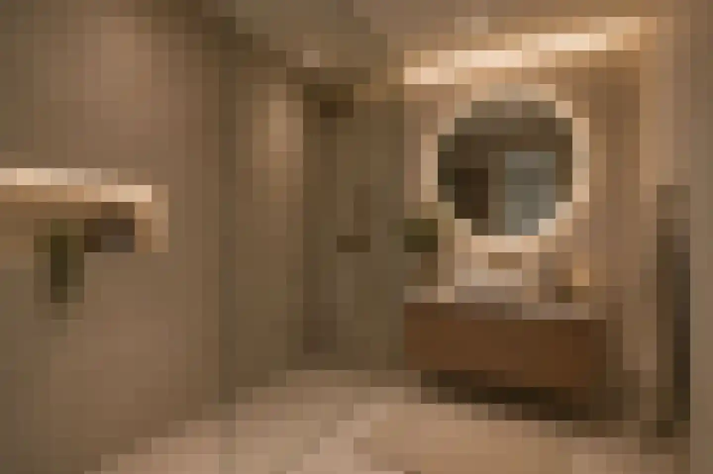 Trosroos 7 Zevenhuizen thumbnail 22