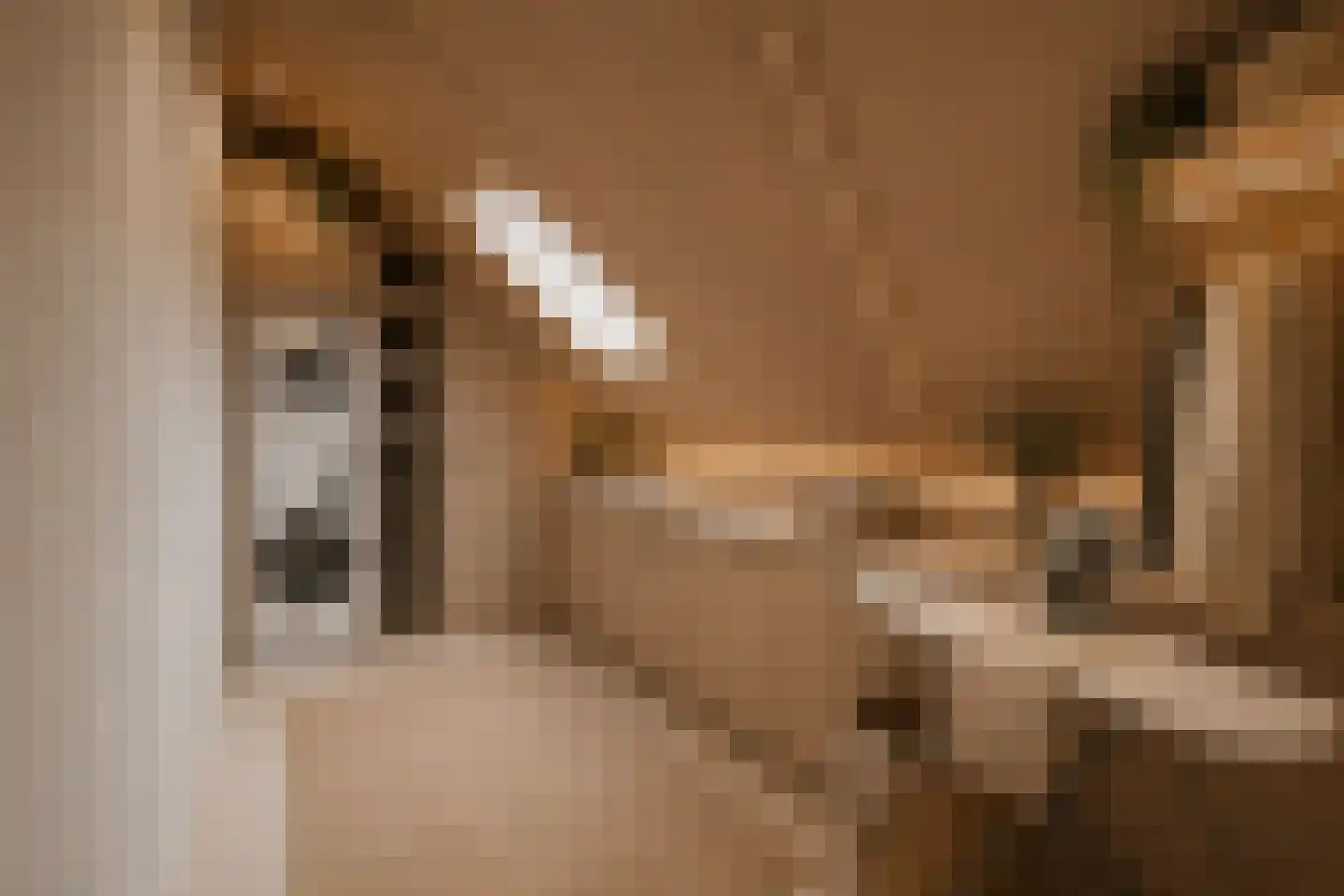 Trosroos 7 Zevenhuizen thumbnail 29