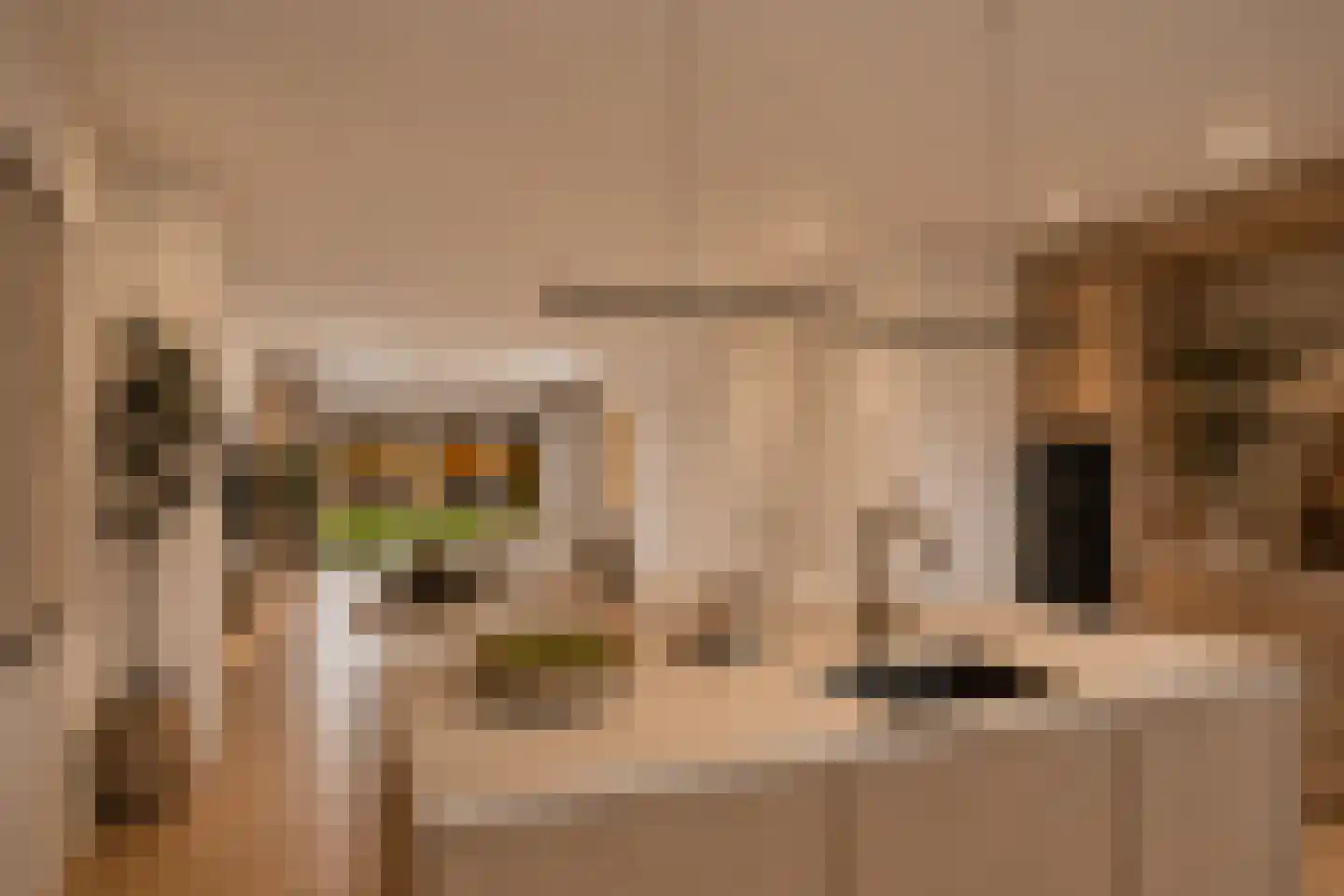 Trosroos 7 Zevenhuizen thumbnail 6