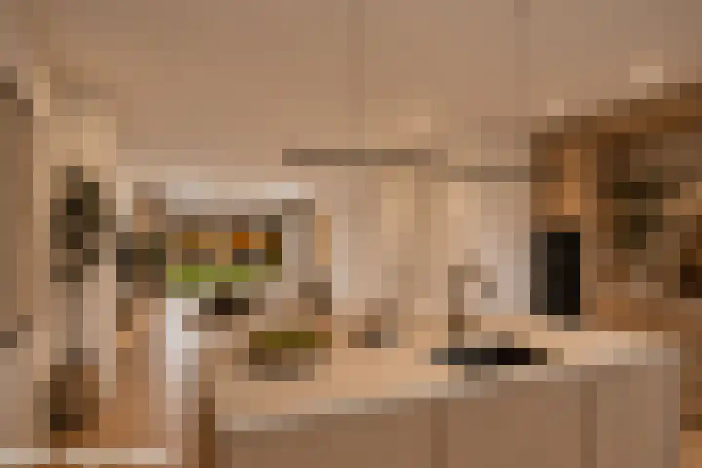 Trosroos 7 Zevenhuizen thumbnail 7