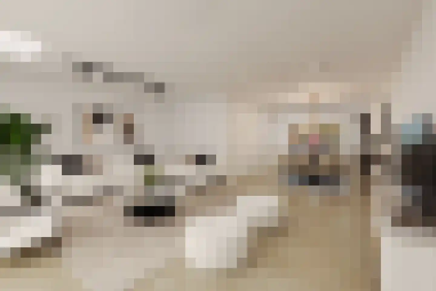 Trosroos 7 Zevenhuizen thumbnail 8
