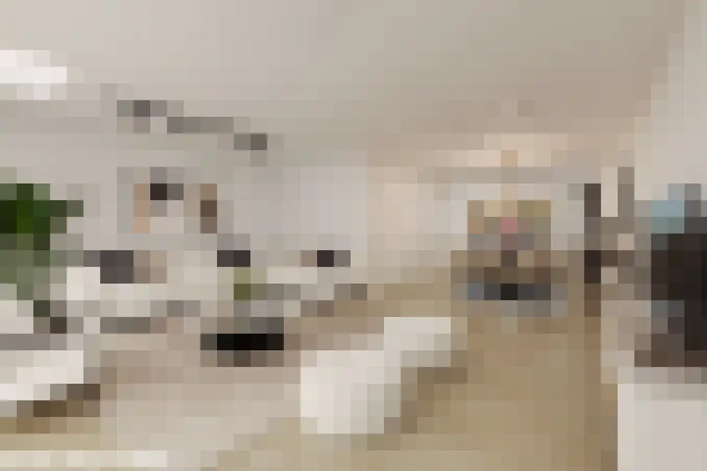 Trosroos 7 Zevenhuizen thumbnail 9