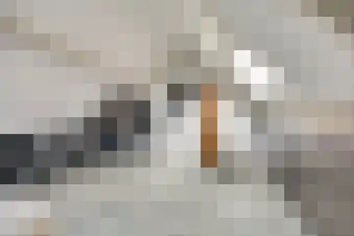 Troubadour 6 Oostvoorne thumbnail 20