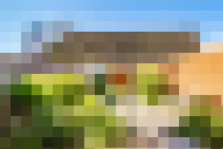 Truffelzwam 1 Vleuten thumbnail 22