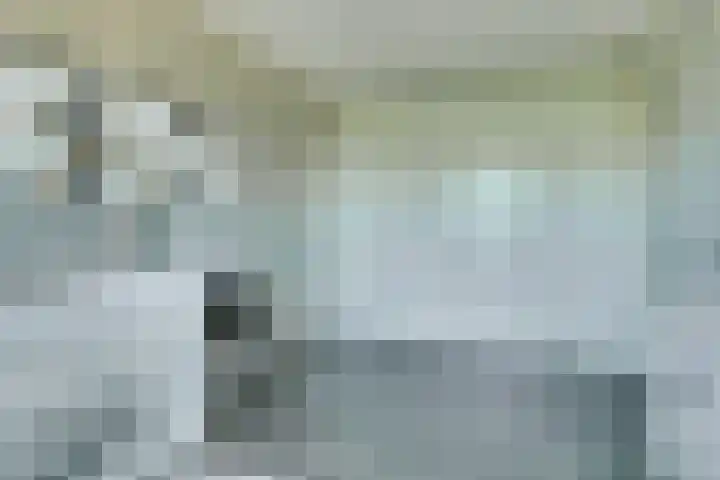 Truffelzwam 1 Vleuten thumbnail 27