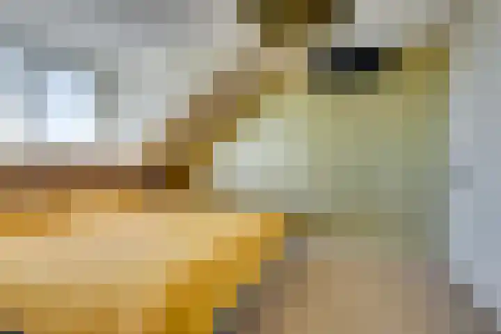 Truffelzwam 1 Vleuten thumbnail 36