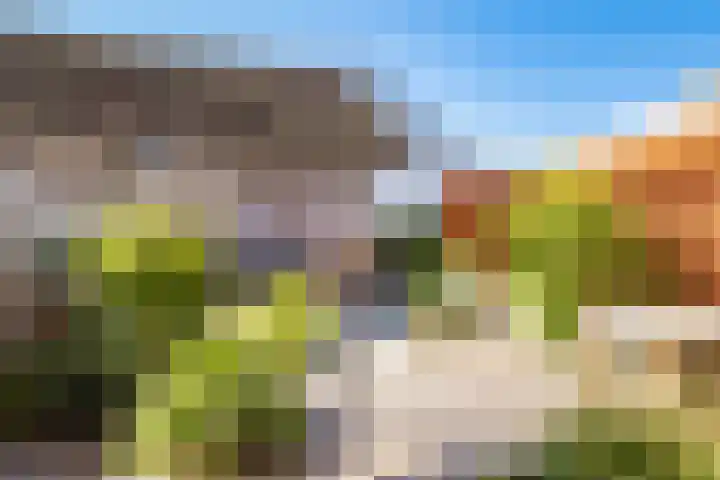 Truffelzwam 1 Vleuten thumbnail 4