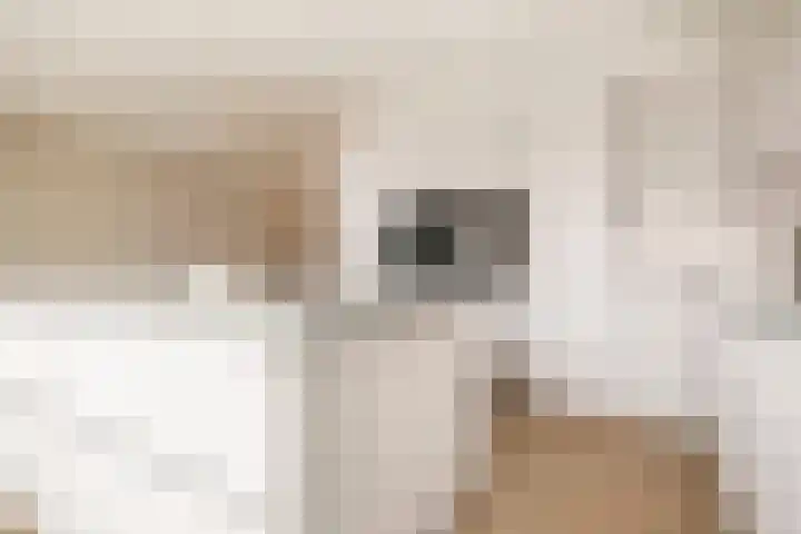Truus van Kuijkwarande 14 Veenendaal thumbnail 11