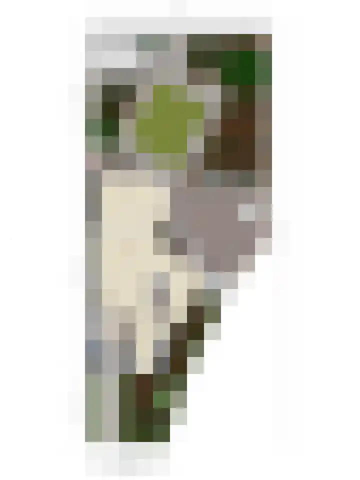 Truus Wijsmullerstraat 17 Pijnacker thumbnail 50