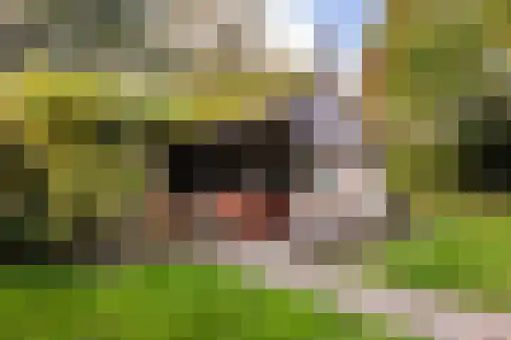 Trynwâldsterdyk 11 Gytsjerk thumbnail 33