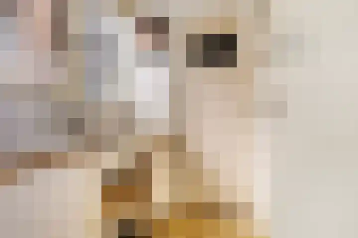 Trynwâldsterdyk 11 Gytsjerk thumbnail 38