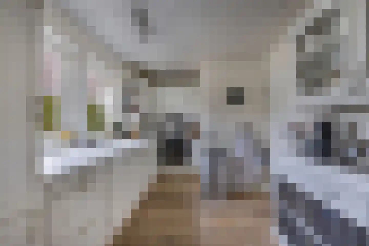 Tsjalk 6 Joure thumbnail 23