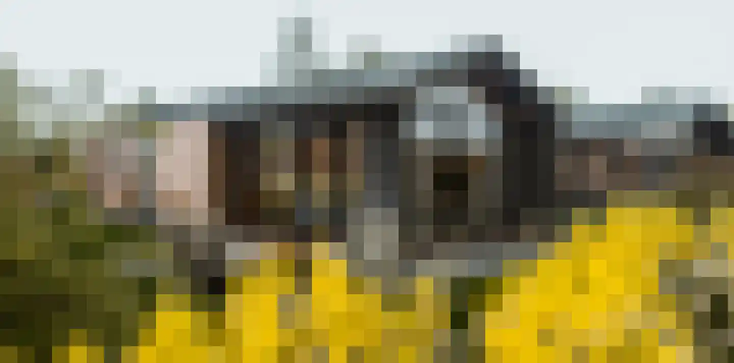 Tsjamkedykje 6 K70 Balk