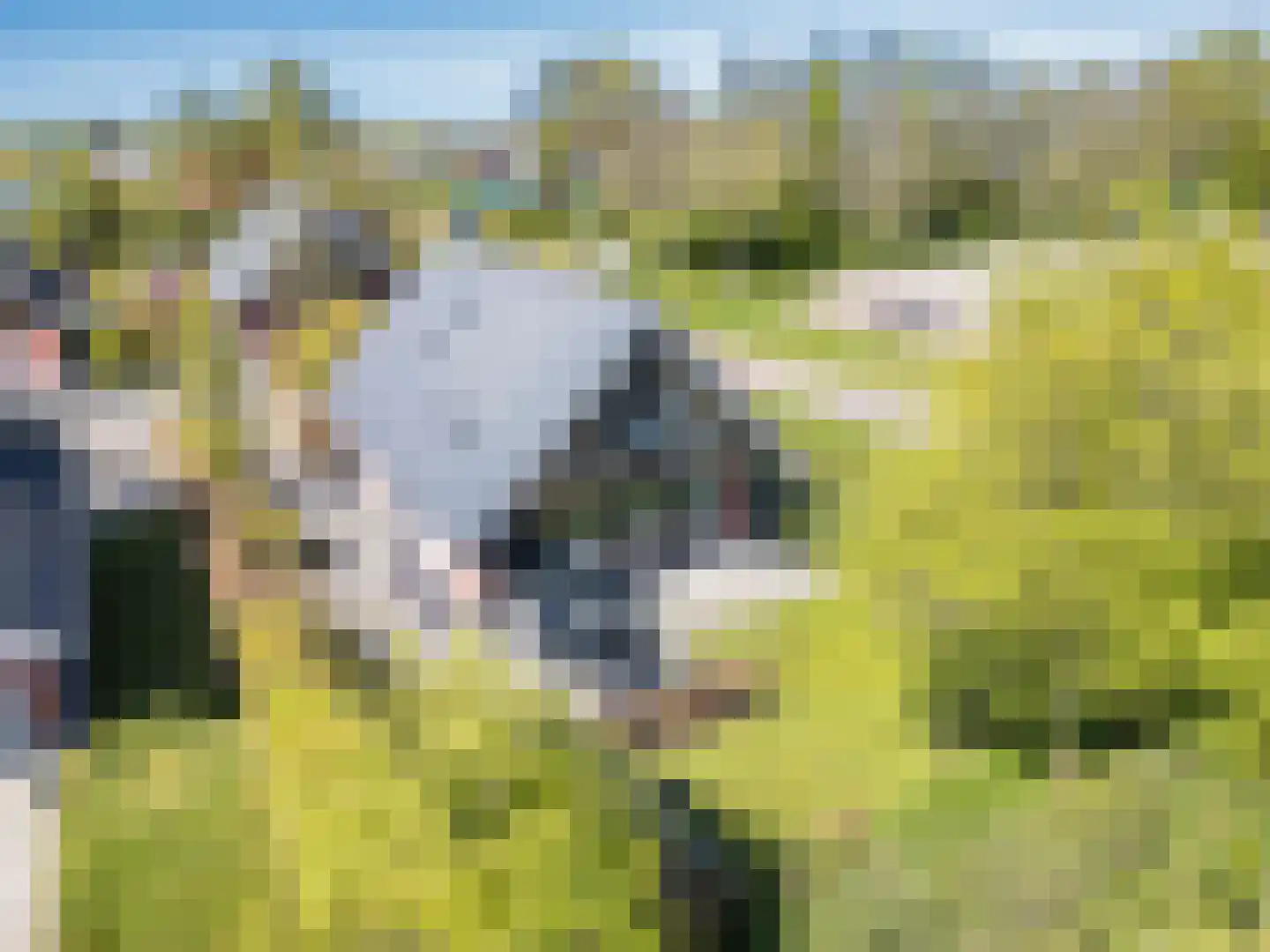 Tsjamkedykje 8 1 Balk foto 3