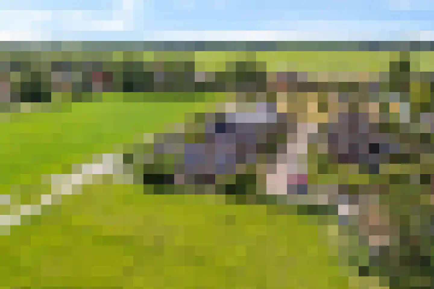 Tsjemlân 18 Gauw thumbnail 43