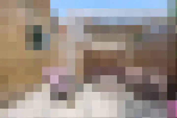 Tsjerkebuorren 12 Sexbierum thumbnail 31