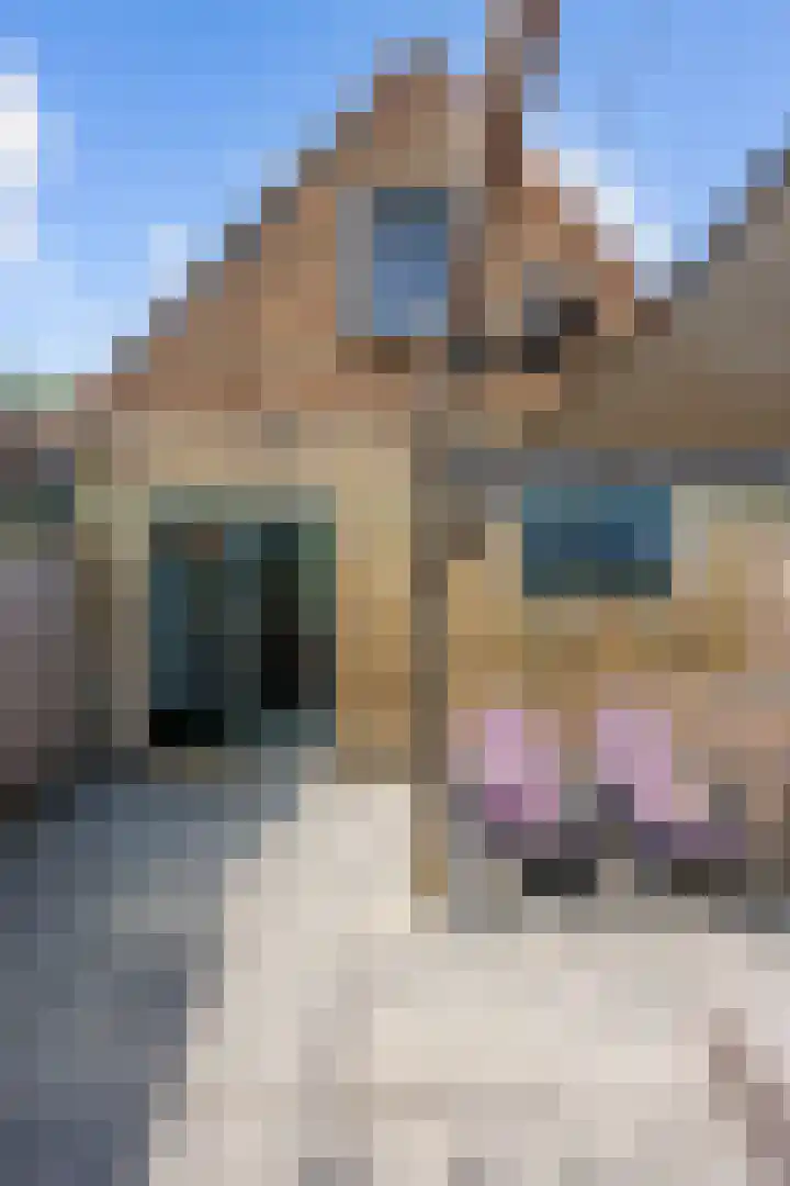 Tsjerkebuorren 12 Sexbierum thumbnail 33