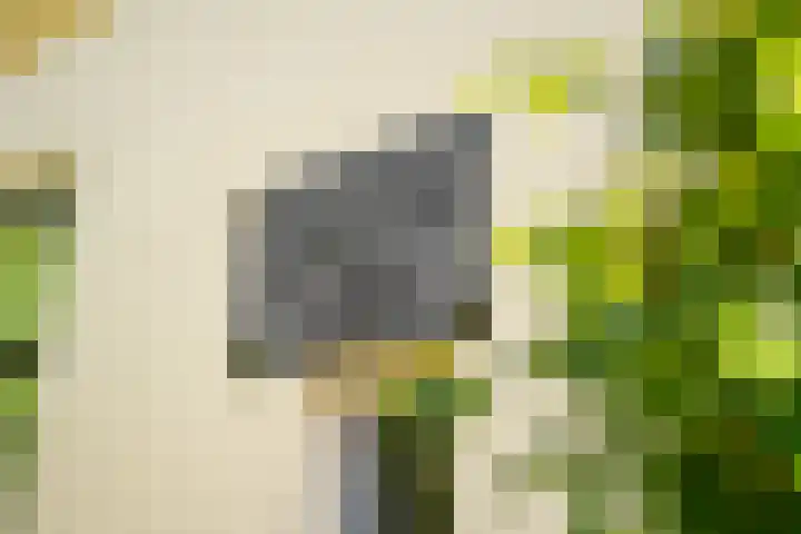 Tsjerkeleane 1 Ingelum thumbnail 42