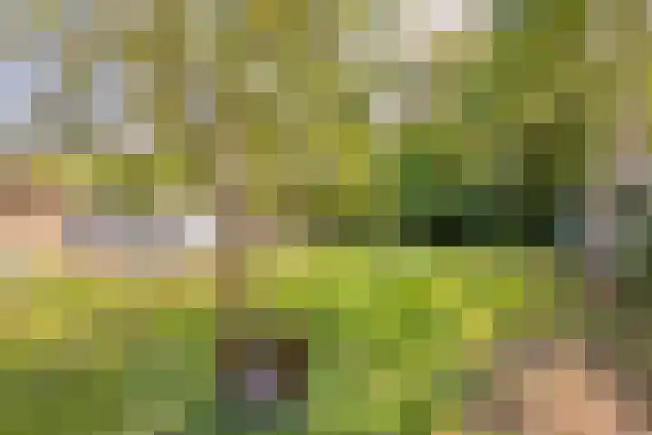 Tsjerkeleane 7 Langezwaag thumbnail 31