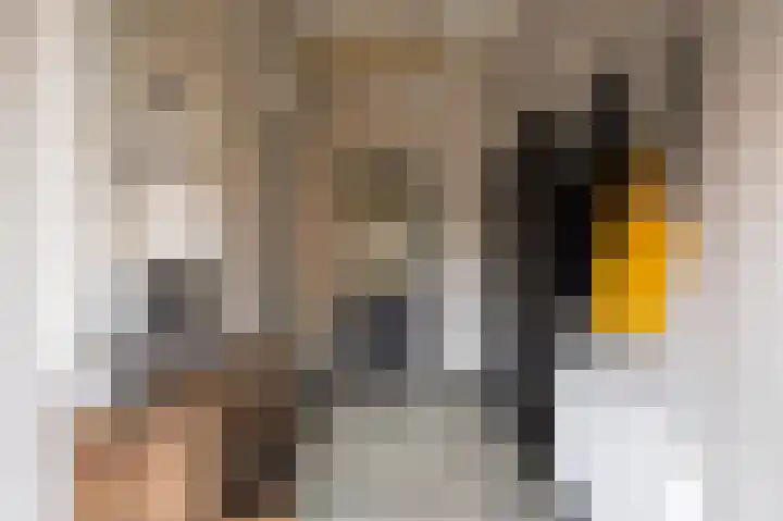 Tsjerkepaad 2 Nijewier thumbnail 45