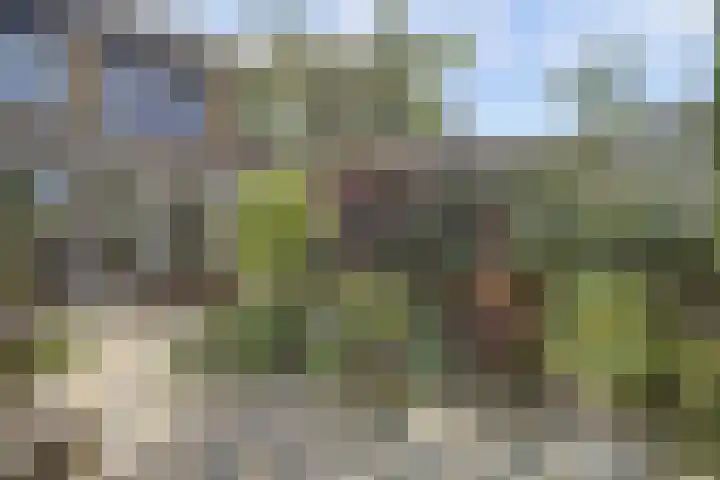 Tuba 11 De Lier thumbnail 35