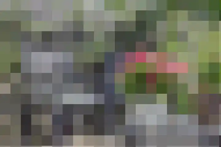 Tuba 11 De Lier thumbnail 37