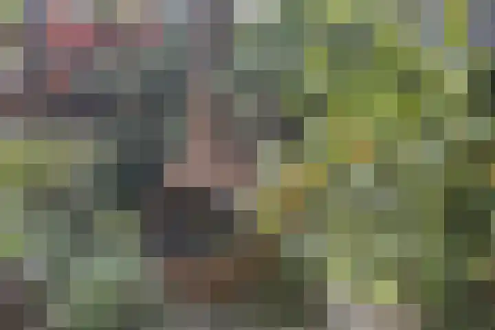 Tuba 11 De Lier thumbnail 38