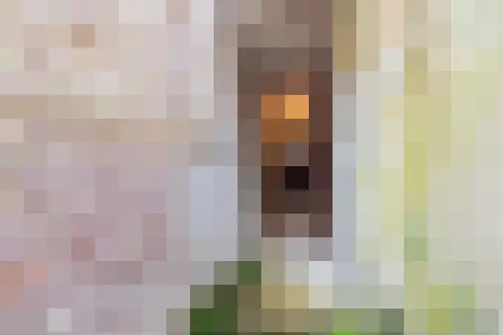 Tudderenderweg 66 Sittard thumbnail 5