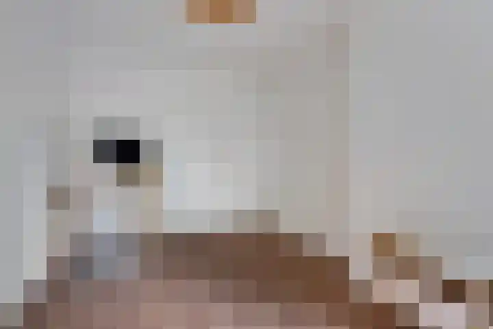Tuinbouw 49 Houten thumbnail 4
