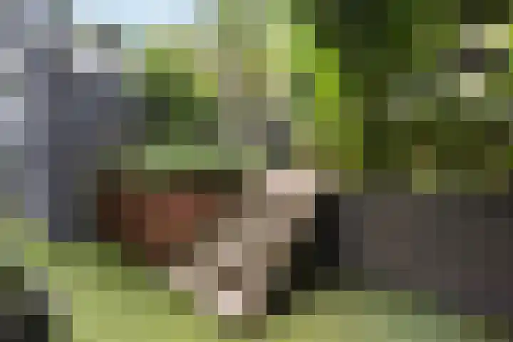 Tuinbouw 49 Houten thumbnail 7