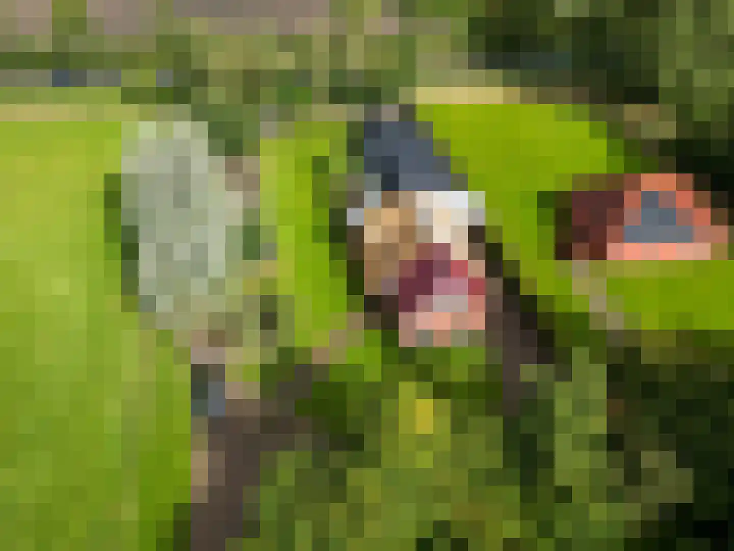 Tuinbouwpad 5 Usquert thumbnail 4