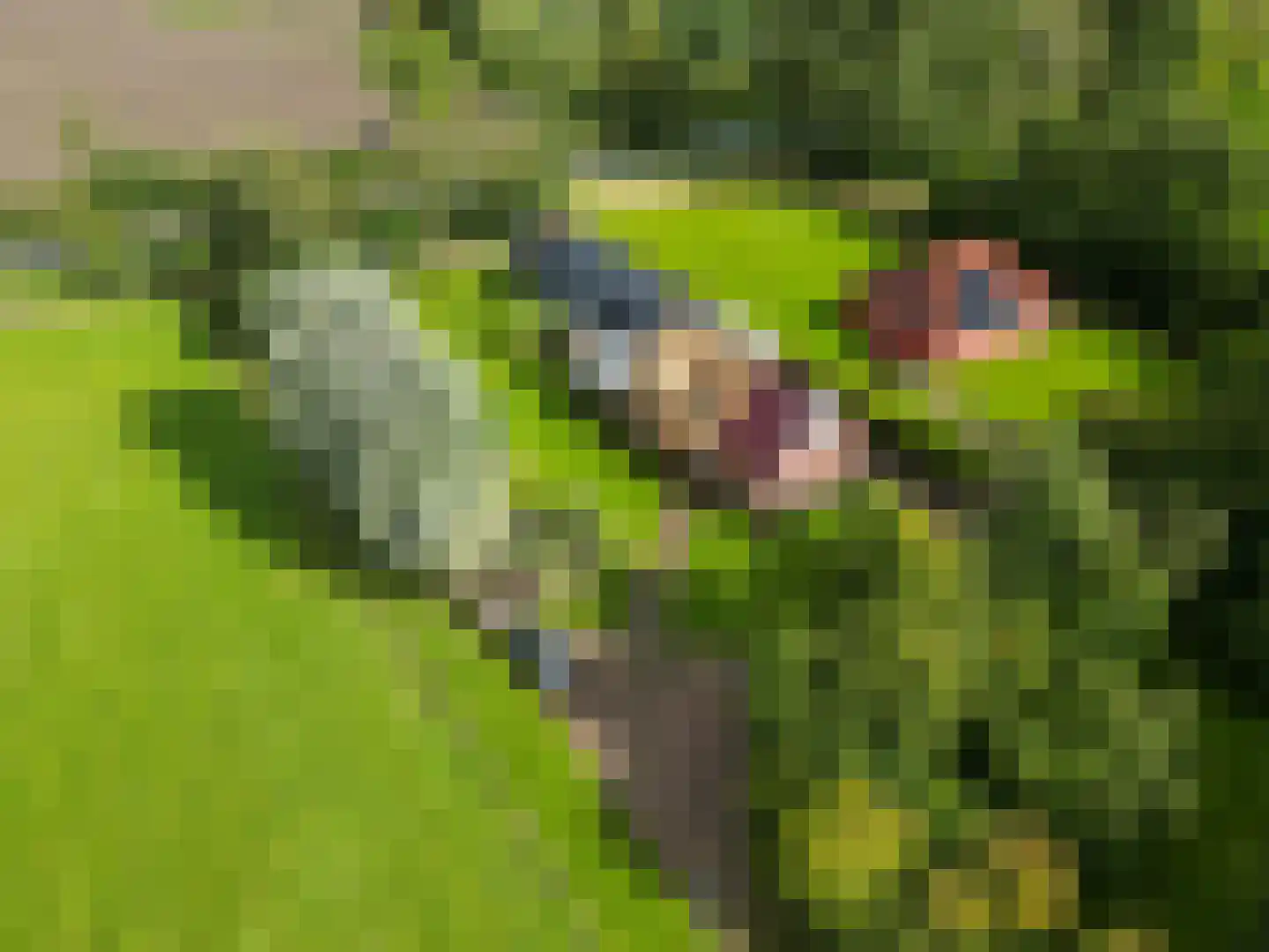 Tuinbouwpad 5 Usquert thumbnail 5