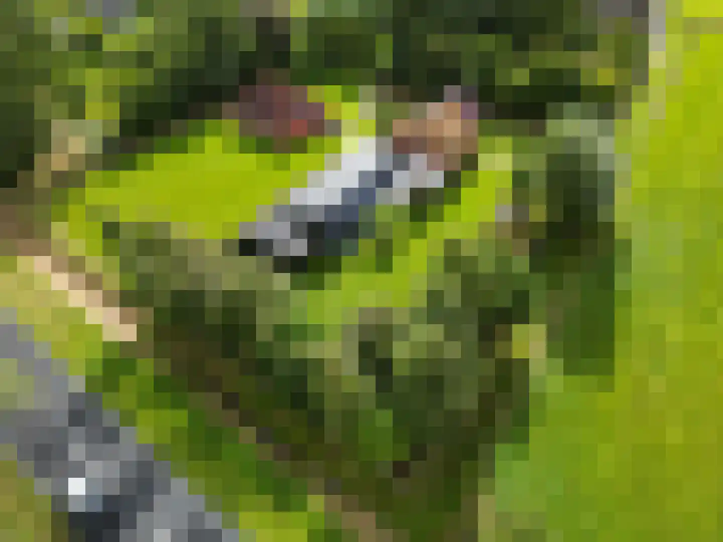 Tuinbouwpad 5 Usquert thumbnail 6