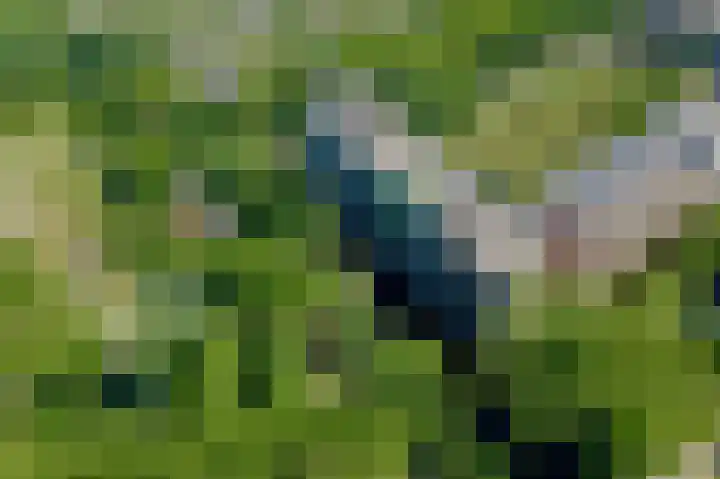 Tuinderspad 118 Alkmaar thumbnail 24