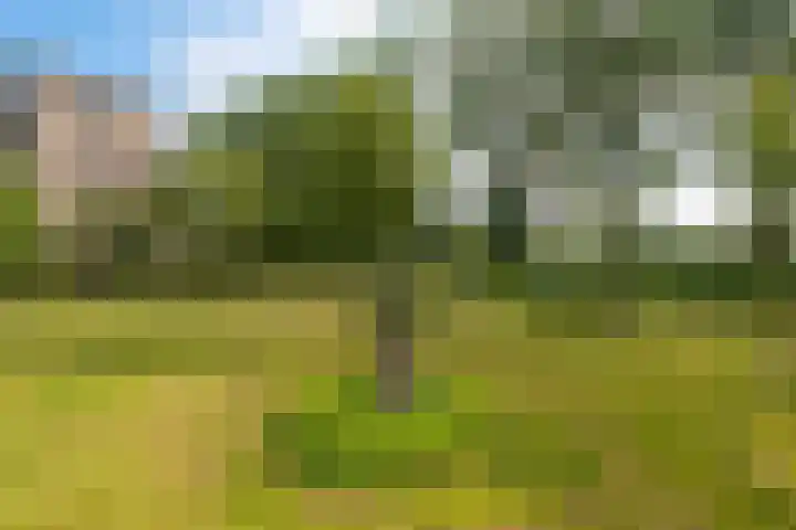 Tuinderspad 32 Alkmaar thumbnail 35