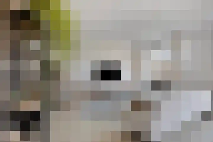 Tuinderspad 35 Alkmaar thumbnail 9